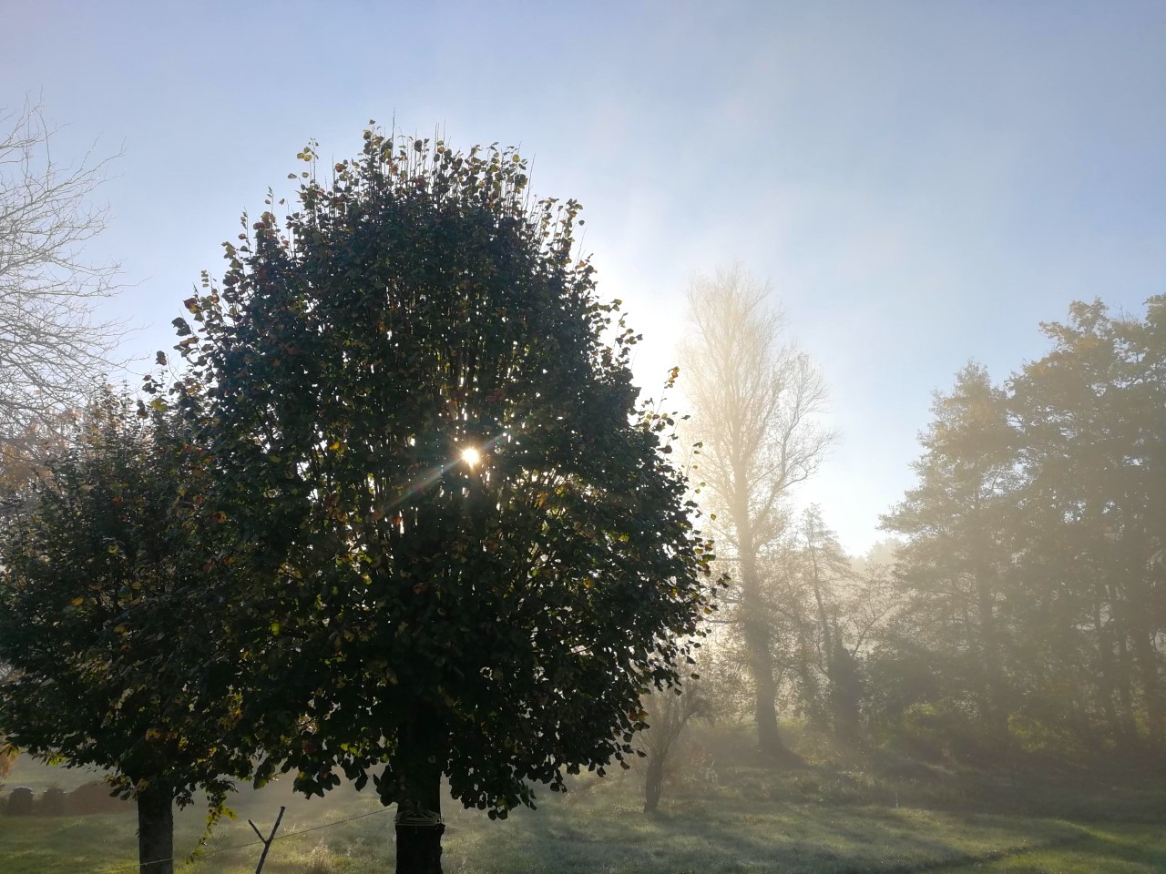 halloween dawn misty